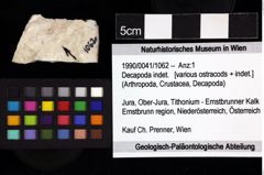 Foto (Objket + Etiketten) von Decapoda indet. 